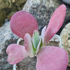 Kalanchoe Thyrsiflora var