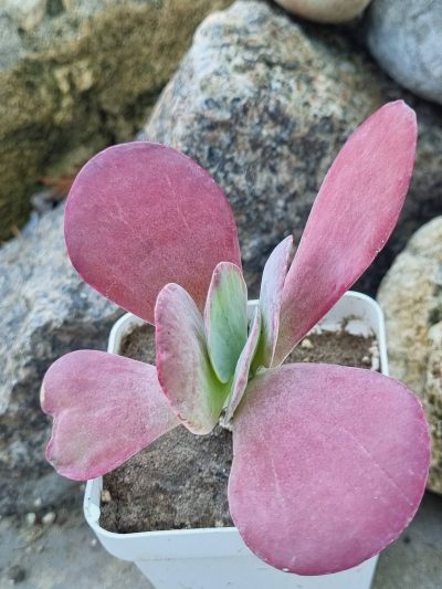 Kalanchoe Thyrsiflora var