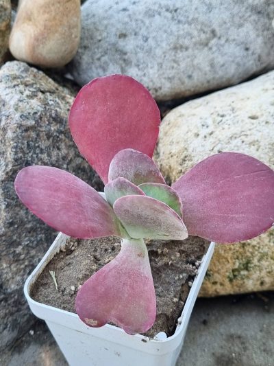 Kalanchoe Thyrsiflora var - Зображення 2