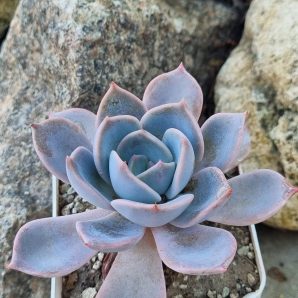 Echeveria Latte Rose