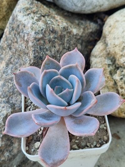 Echeveria Latte Rose