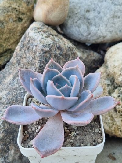 Echeveria Latte Rose - Зображення 2