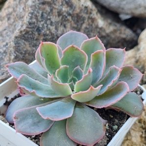 Echeveria Neon Breakers