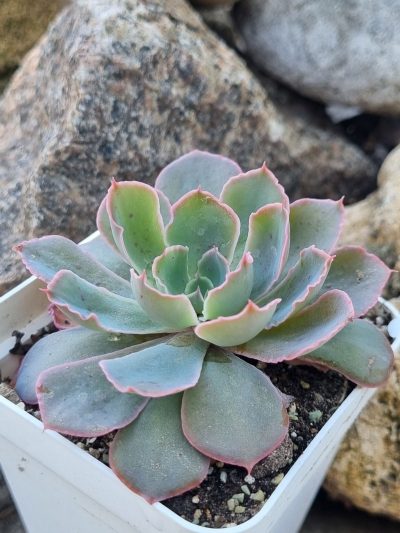 Echeveria Neon Breakers