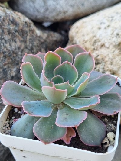 Echeveria Neon Breakers - Зображення 2
