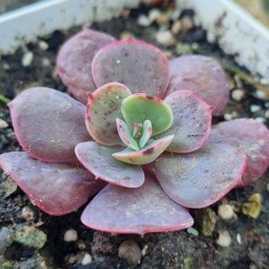 Echeveria Muesli