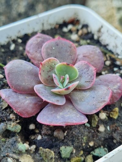 Echeveria Muesli