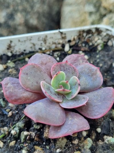 Echeveria Muesli - Зображення 2