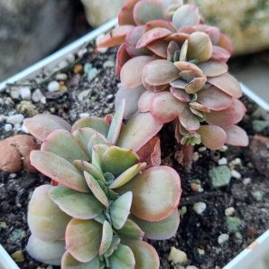 Echeveria Silk Road var cristata