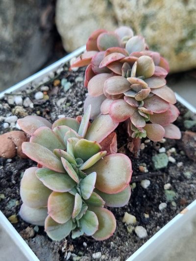 Echeveria Silk Road var cristata