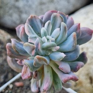Pachyveria Scheideckeri var