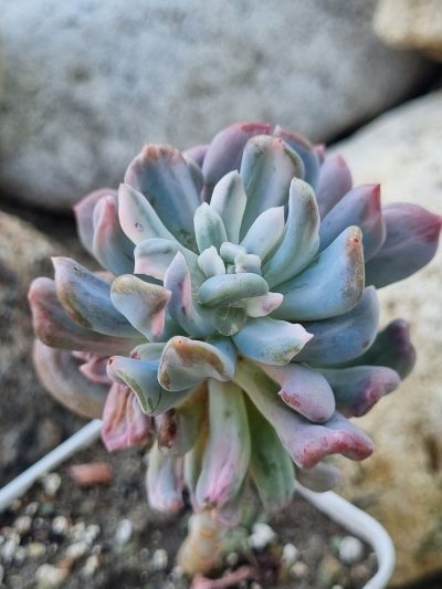 Pachyveria Scheideckeri var