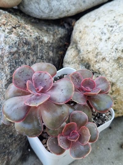 Echeveria Red Ball - Зображення 2