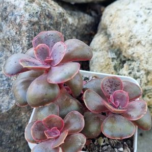 Echeveria Red Ball
