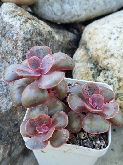 Echeveria Red Ball