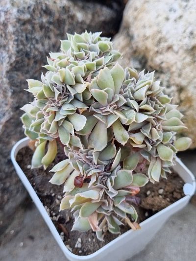 Echeveria Nichi cristata - Зображення 2