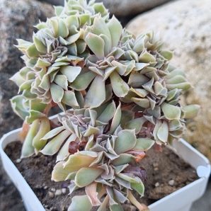 Echeveria Nichi cristata