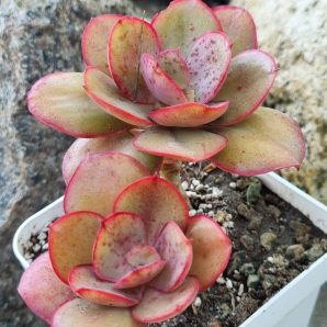 Echeveria Kissing