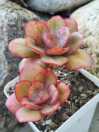 Echeveria Kissing