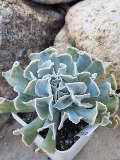 Echeveria Nichi - Зображення 2