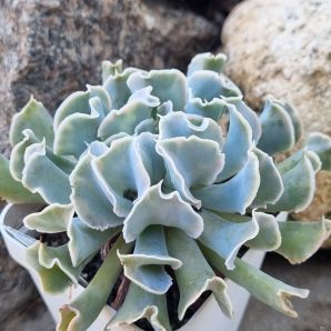 Echeveria Nichi