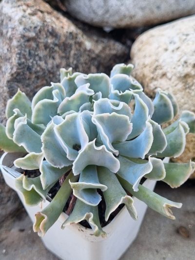 Echeveria Nichi