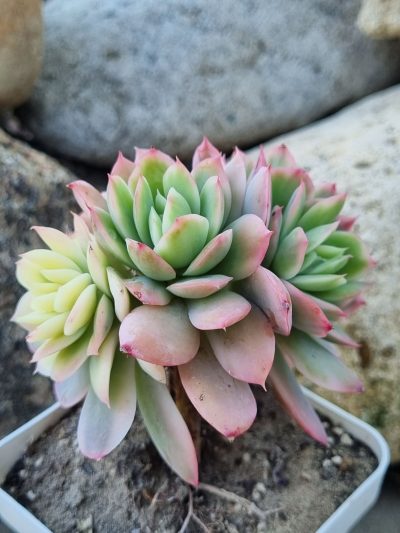 Echeveria Luella var - Зображення 3