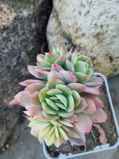 Echeveria Luella var - Зображення 2