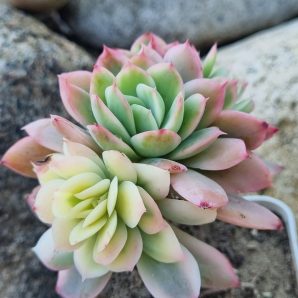 Echeveria Luella var