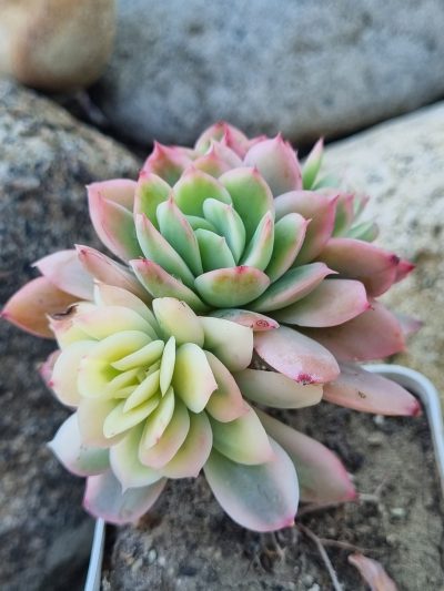 Echeveria Luella var