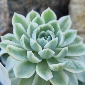 Echeveria Royal Chrisanthemum variegata