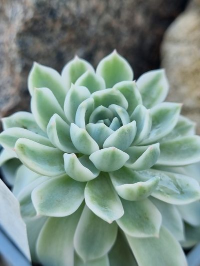 Echeveria Royal Chrisanthemum variegata