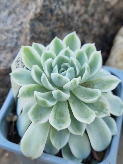 Echeveria Royal Chrisanthemum variegata - Зображення 2