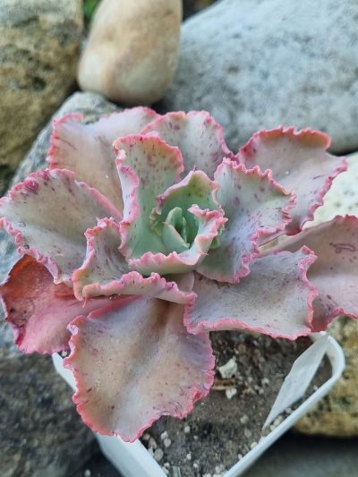 Echeveria Cleopatra - Зображення 3