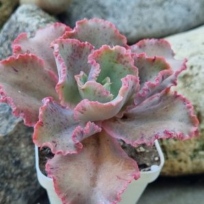 Echeveria Cleopatra