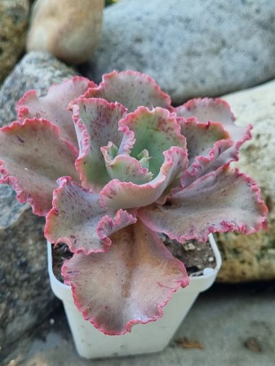 Echeveria Cleopatra