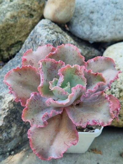 Echeveria Cleopatra - Зображення 2