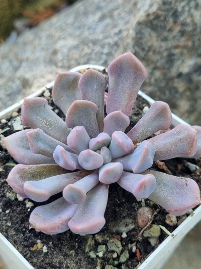 Echeveria Cupidon