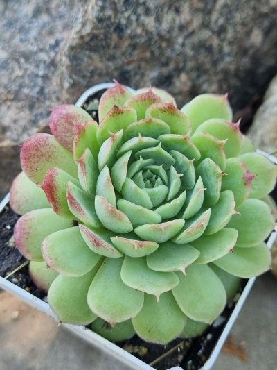 Echeveria Red Hole - Зображення 2