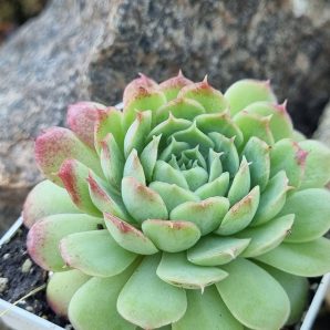 Echeveria Red Hole