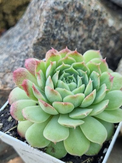 Echeveria Red Hole