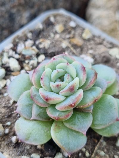 Echeveria Red Velvet - Зображення 2