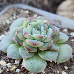 Echeveria Red Velvet