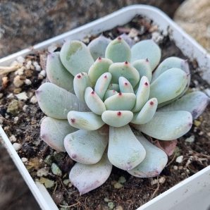 Echeveria Viant