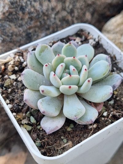 Echeveria Viant