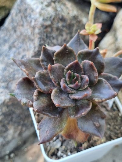 Echeveria Super Bowl - Зображення 2