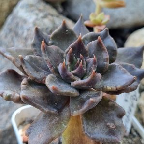 Echeveria Super Bowl