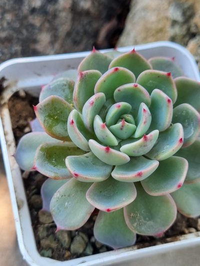 Echeveria Mana mini Hook - Зображення 2