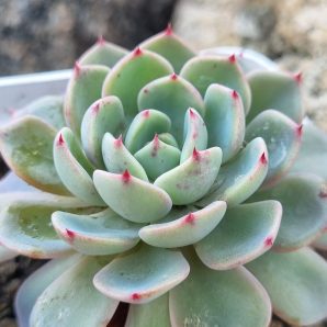 Echeveria Mana mini Hook