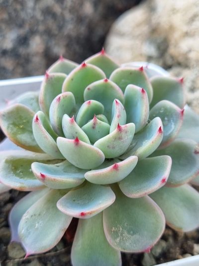Echeveria Mana mini Hook